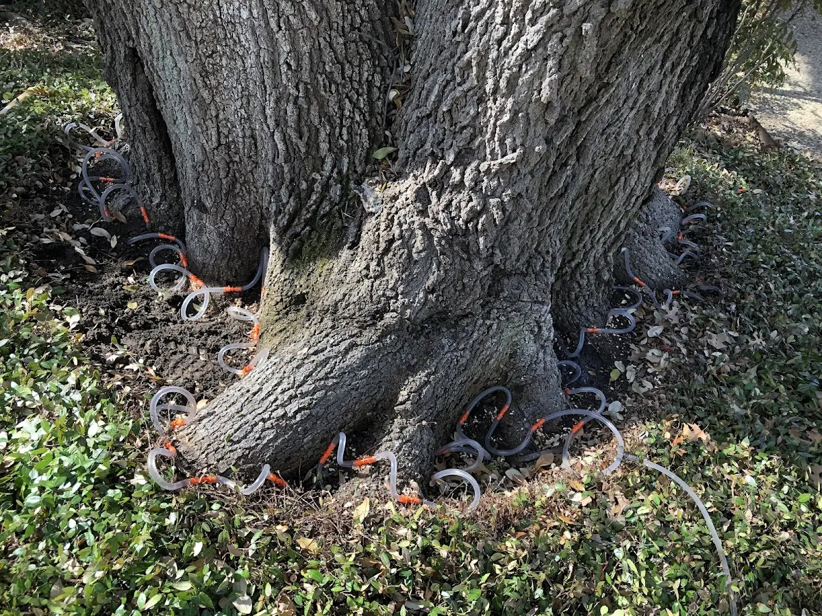 Detailed Tree Cabling and Bracing job site in Worthington Springs