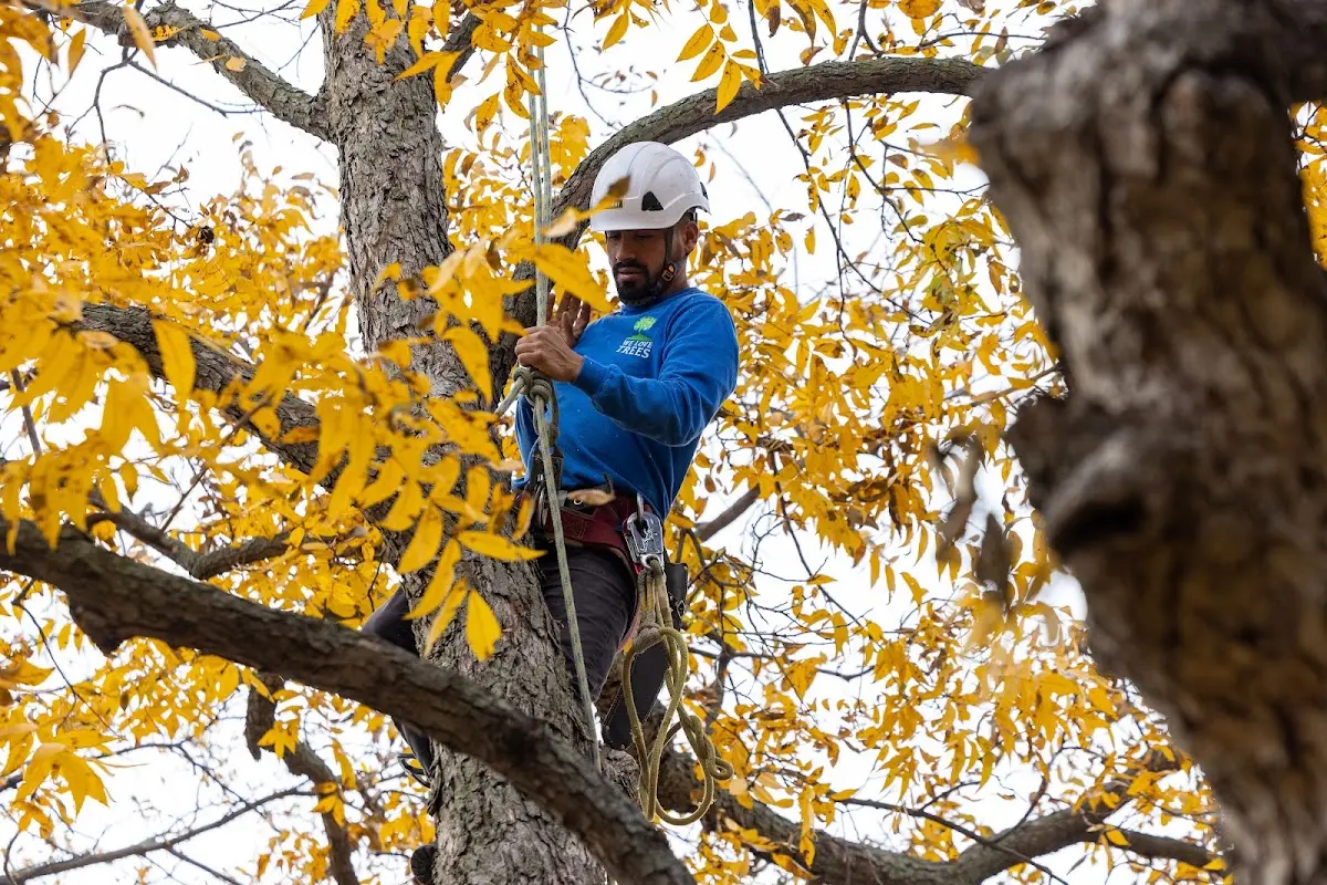 Skilled Tree Pruning crew working in Worthington Springs